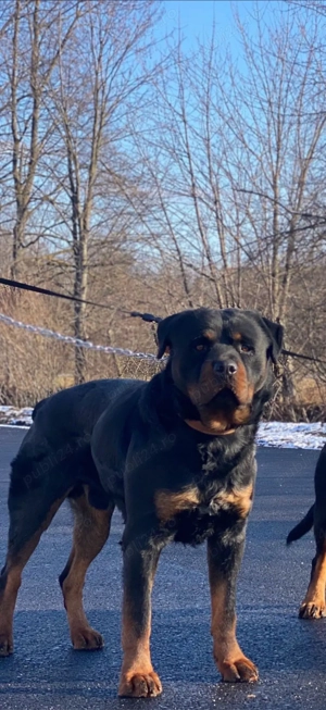 rottweiler pentru monte 