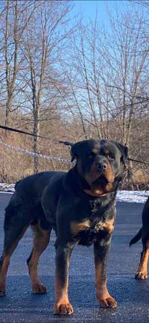 rottweiler pentru monte  - imagine 2