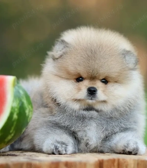Pui de pomeranian sănătoși - imagine 4