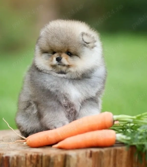 Pui de pomeranian sănătoși - imagine 3