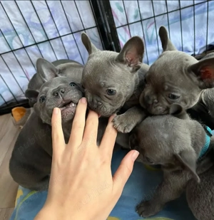 Pui de bulldog francez sănătoși disponibili