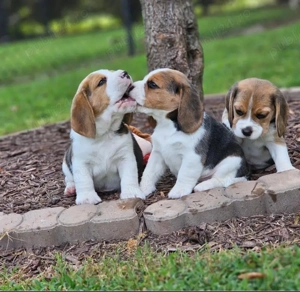 Pui de Beagle iubitori și sănătoși disponibili - imagine 3