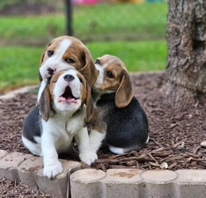 Pui de Beagle iubitori și sănătoși disponibili - imagine 2