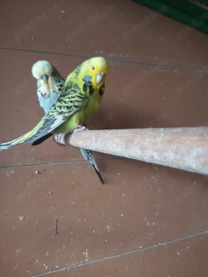 Papagalii peruși standard  - imagine 2