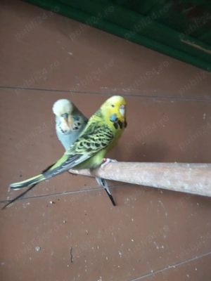 Papagalii peruși standard  - imagine 4