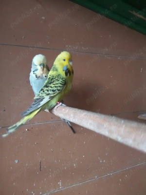 Papagalii peruși standard  - imagine 5