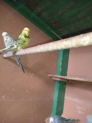 Papagalii peruși standard  - imagine 3