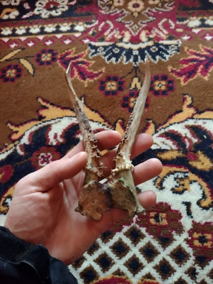 Vand Pereche  Cornite Cpr originale - imagine 3