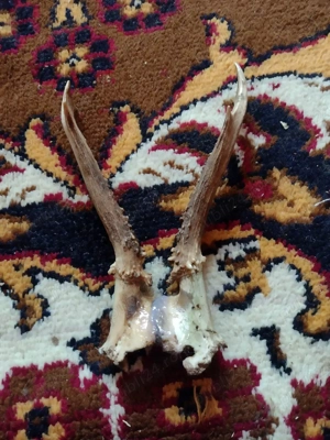 Vand Pereche  Cornite Cpr originale - imagine 2