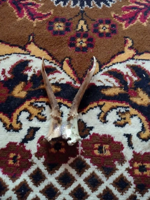 Vand Pereche  Cornite Cpr originale - imagine 4