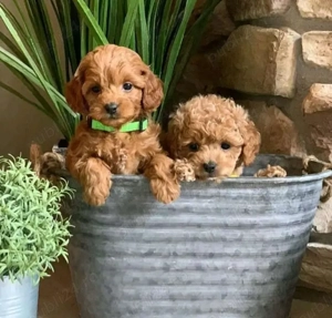 Pui de Cavapoo sănătoși 