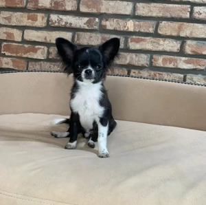 chihuahua căței - imagine 3