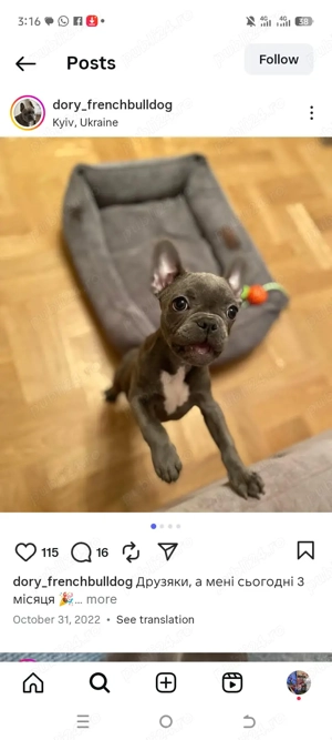 chihuahua căței - imagine 4