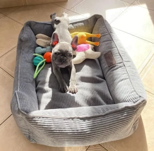 Căței de chihuahua - imagine 3