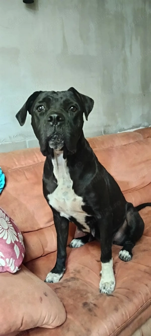 cățeii cane corso  - imagine 5