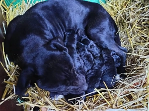 căței cane corso - imagine 4