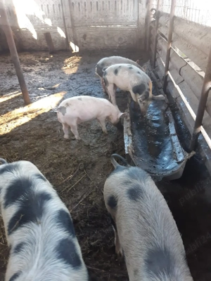 Vând porci - imagine 5