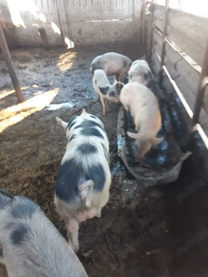 Vând porci - imagine 2