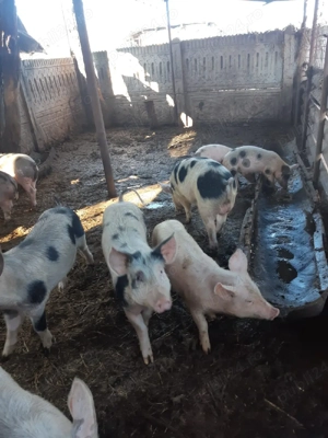 Vând porci - imagine 4