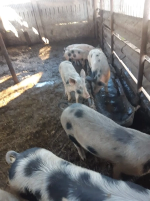 Vând porci - imagine 3