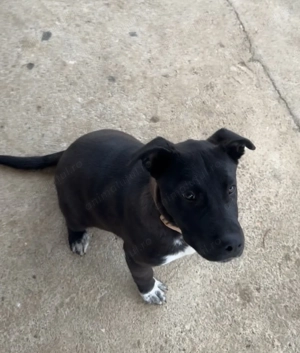 Amstaff nui aggresiv 7 luni  - imagine 2