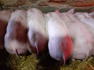 Vand purcei marele alb