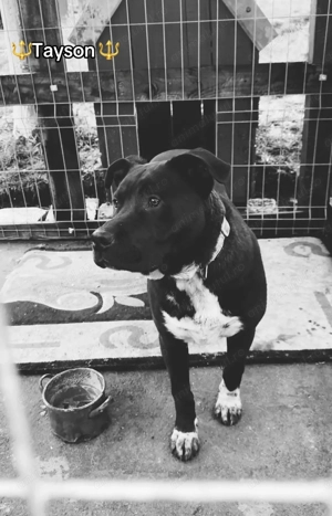 Amstaff nui aggresiv 7 luni 