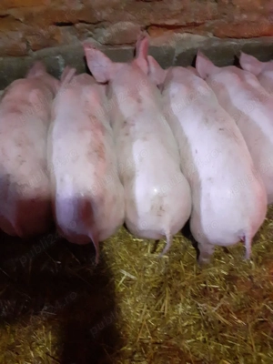 Vand purcei marele alb - imagine 2