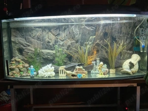 Acvariu panoramic 