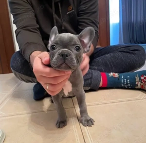 Căței de chihuahua