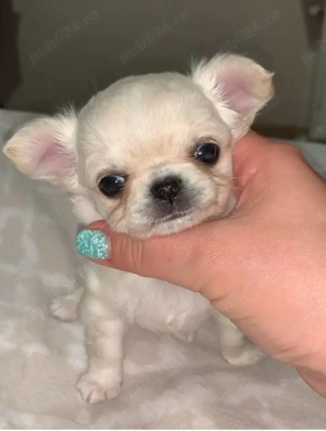 Căței de chihuahua - imagine 2