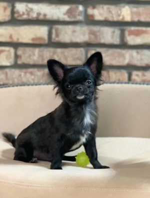 Căței de chihuahua - imagine 4