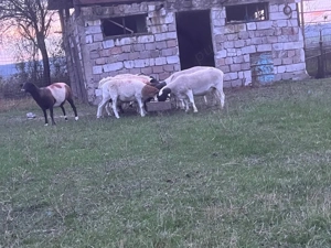 oi dorper de vanzare - imagine 3