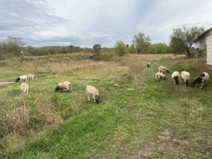 oi dorper de vanzare - imagine 2