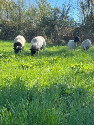 oi dorper de vanzare - imagine 4