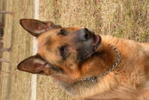 Dresaj canin profesional - imagine 3