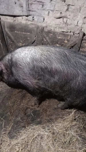 Vând scroafă  - imagine 3