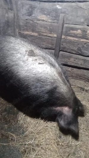 Vând scroafă  - imagine 2