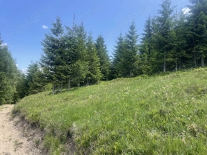 Vand teren in satul Rogojel, lângă Vladeasa in suprafața de 4900 mp la 20 euro mp - imagine 5