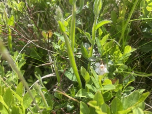 Vand teren in satul Rogojel, lângă Vladeasa in suprafața de 4900 mp la 20 euro mp - imagine 3