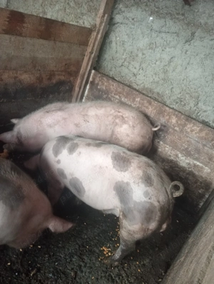 Vând porci  - imagine 5