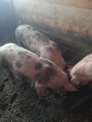 Vând porci  - imagine 2