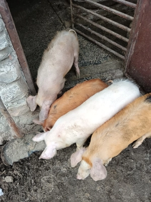 Vand grasuni - imagine 2