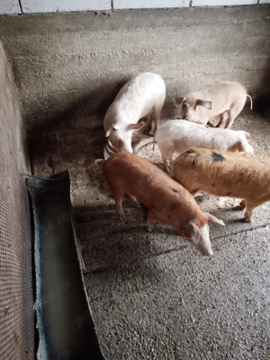 Vand grasuni - imagine 3