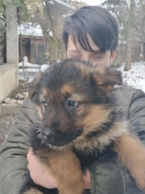 Pui ciobanesc german. - imagine 2