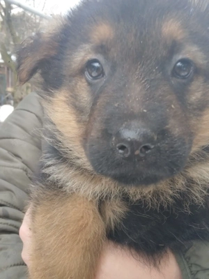 Pui ciobanesc german. - imagine 4