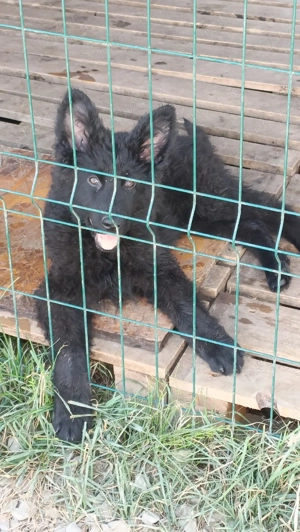 Dresaj canin profesional - imagine 5