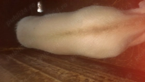 Porc gras de vânzare  - imagine 2