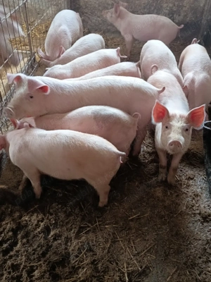 purcei de vânzare  - imagine 3