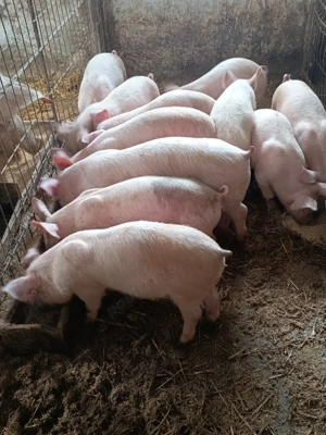 purcei de vânzare  - imagine 5